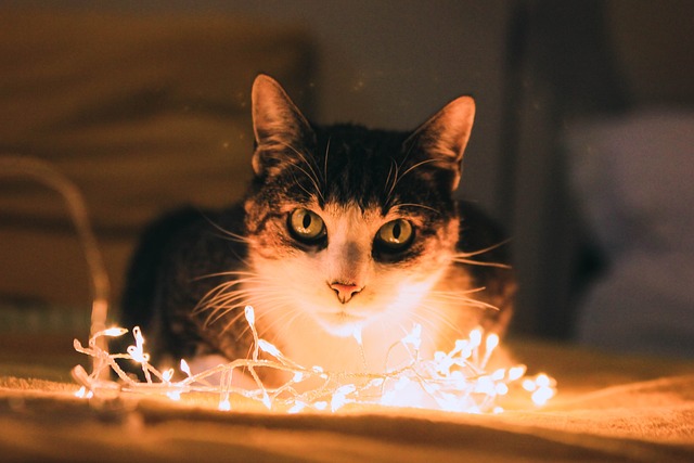 cat with lights