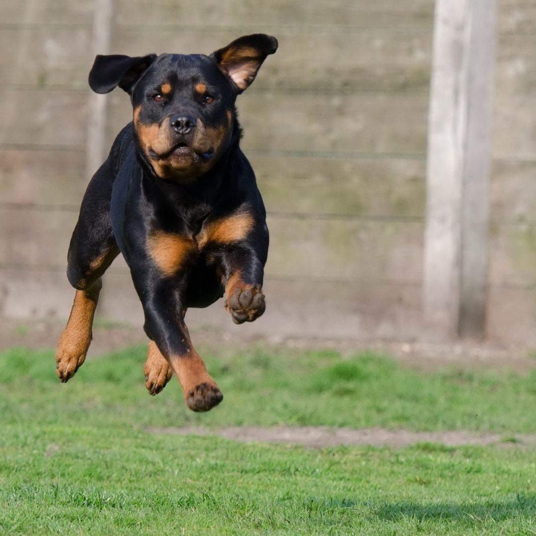 dog jumps while running