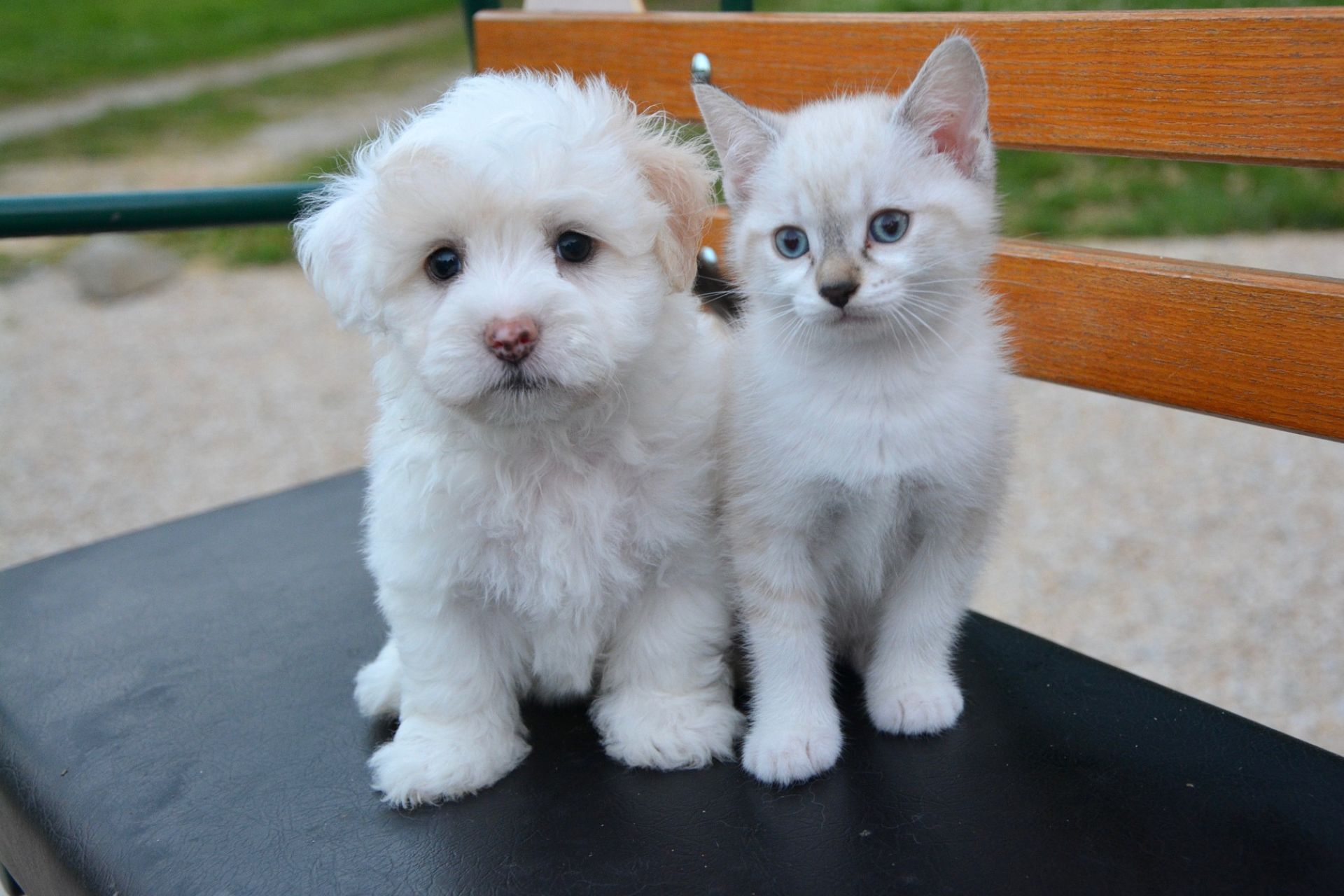cute puppy & kittin sitting together on a chair