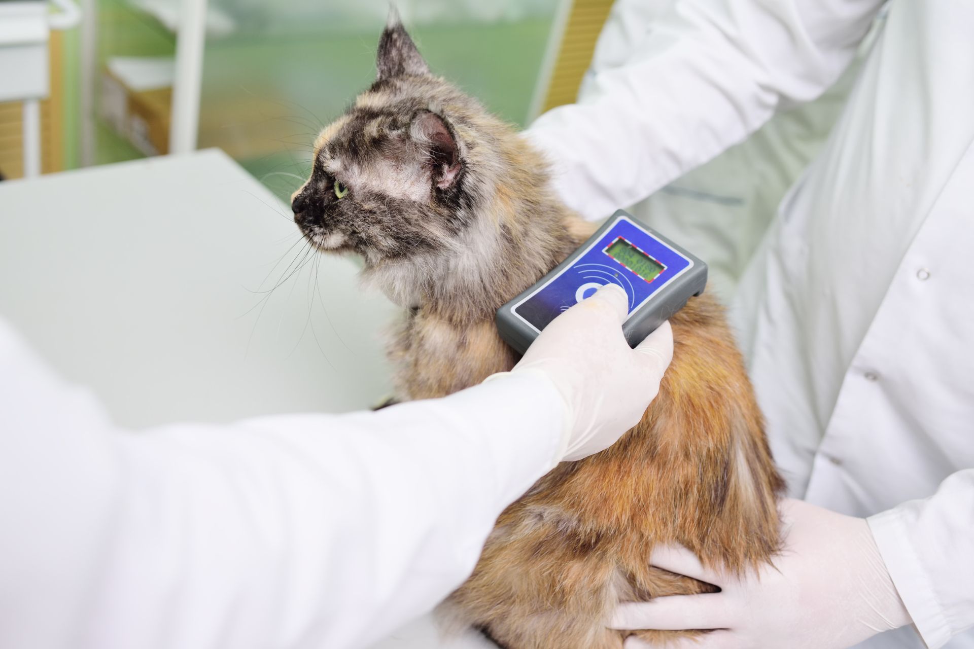 veterinarian scans microchip on a cat