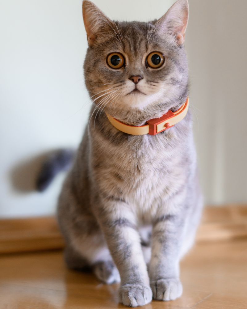 purebred cat with shorthair