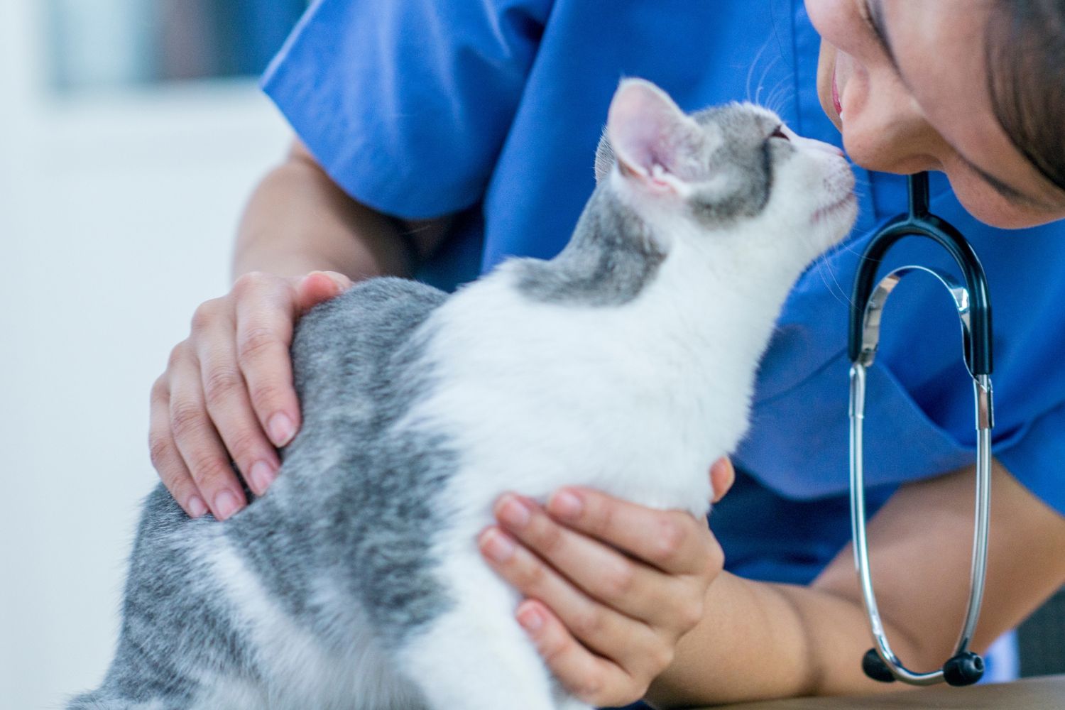 A cat seeing vet with lovely eyes