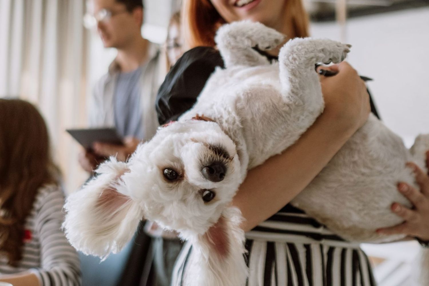 Playful dog