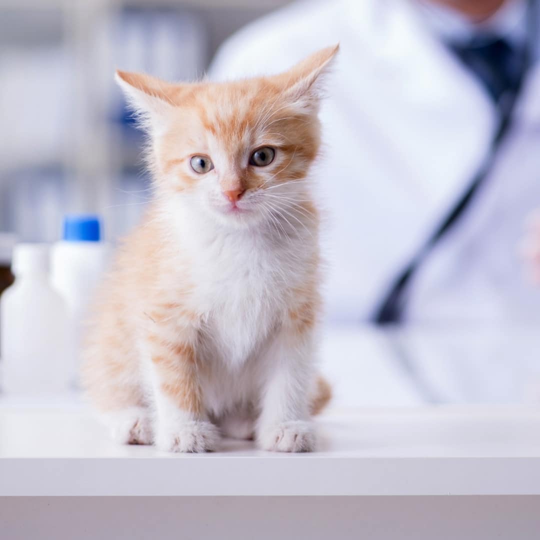 a small kitten sits on a table