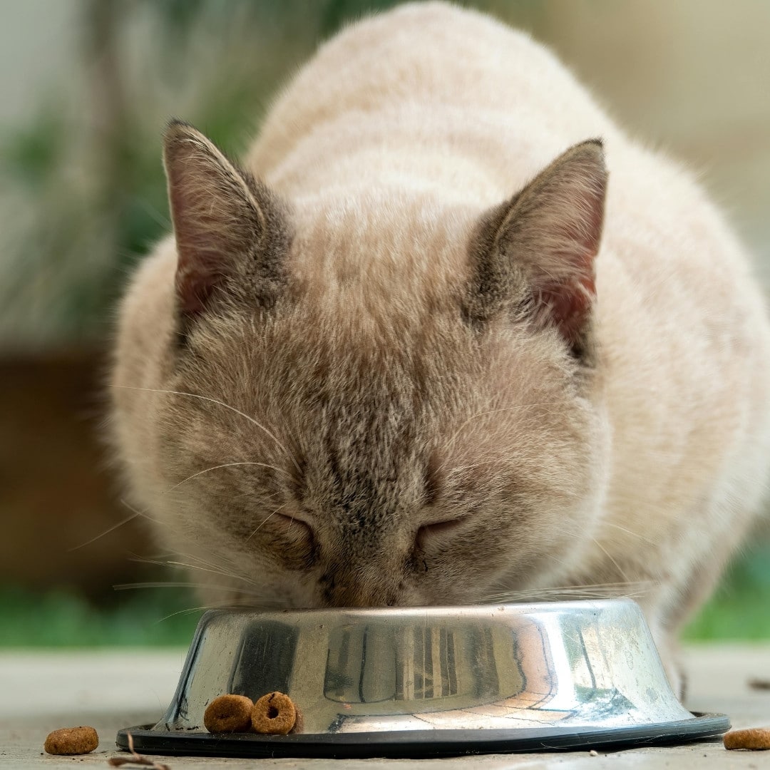 a cat is eating from a bowl