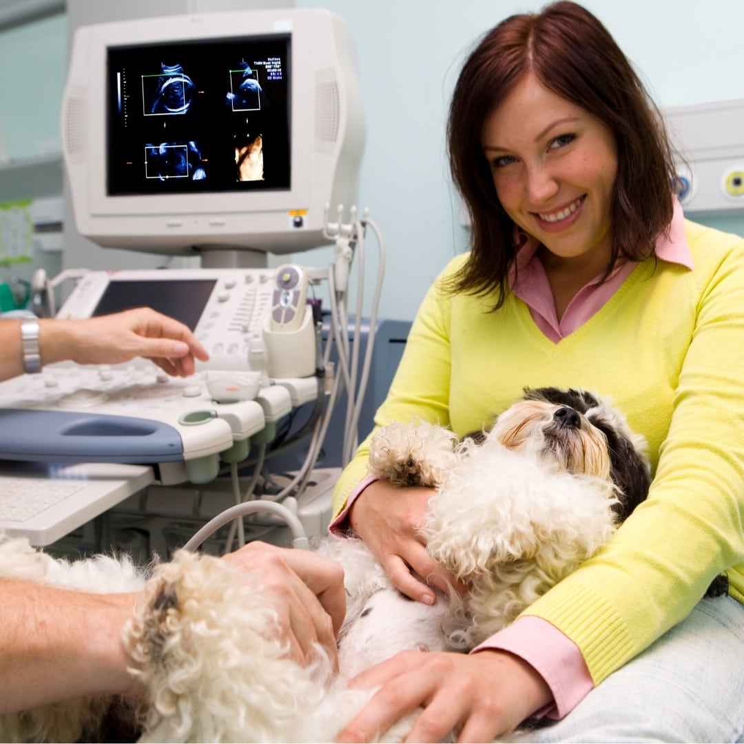 dog getting an ultrasound