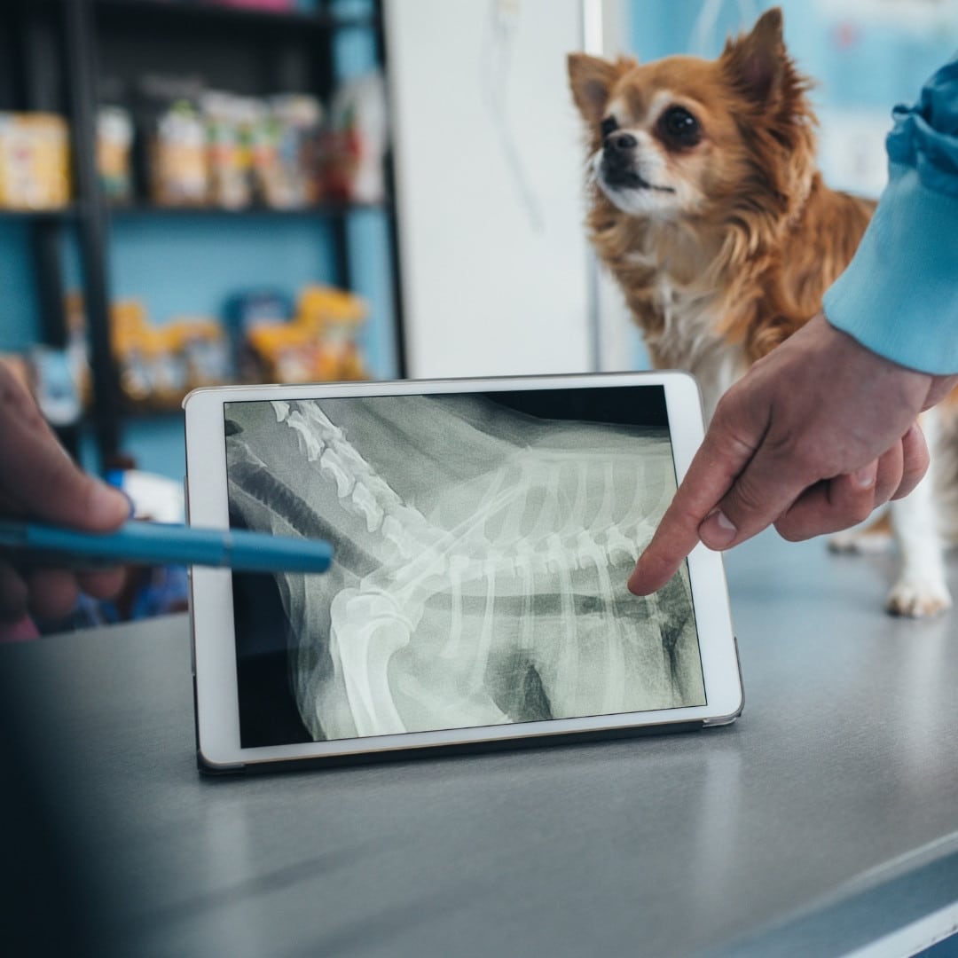 a veterinarian examines a dog's x-ray